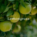 cereria-molla-lemongrass-10