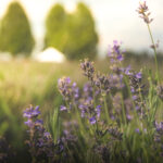 Provence Lavender copy